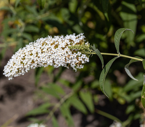 1st sommerflieder white - 1st., “white