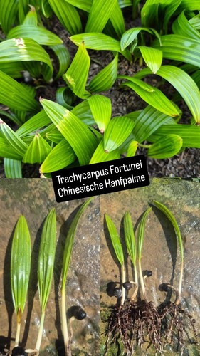 Trachycarpus fortunei - trachycarpus,