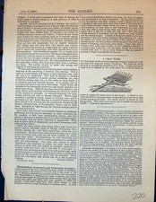 Original alter antiker Druck