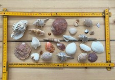 Muscheln Schnecken Austern 