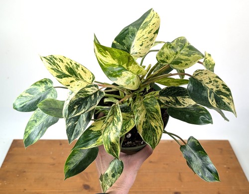 Philodendron emerald king - emerald,