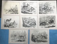 8x Steindruck Lithografie Hase Reh Hirsch Gemse Dachs Sau Luchs Biber A.Schleich