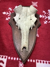 Schädel zum aufsetzen von