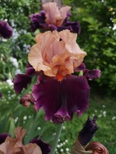 Hohe Bartiris Naples