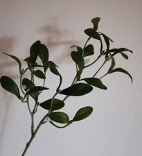 Mistel-Zweig 50 cm Grün •