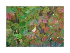 30x Ahorn platanoides -