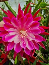 Epiphyllum blattkakteen - epiphyllum,