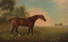 Bay horse a - a,