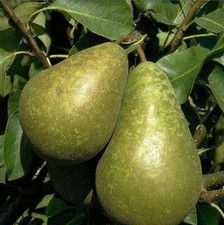 Conference Birne Birnenbaum