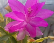Schlumbergera cv Pink variegata EB-GY246 Weinachtskaktus Rarität Blattkaktus