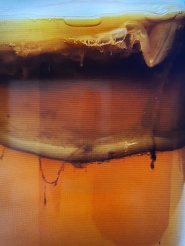 Kombucha scoby teepilz - kombucha, mit