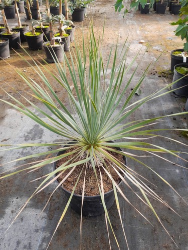 Yucca rostrata 60cm - yucca, 50-60cm