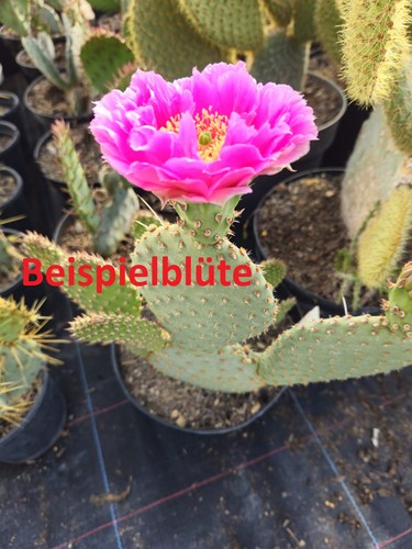 Opuntia aurea red - red, neck