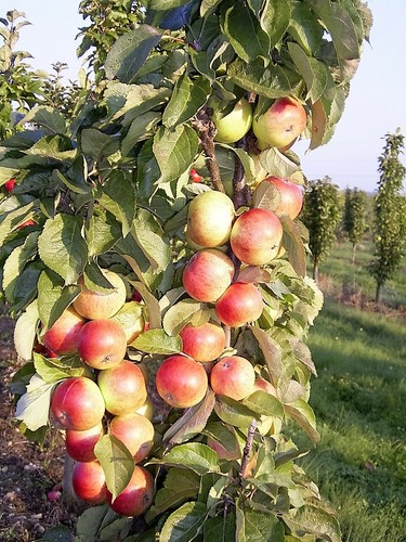 Säulenapfel mango säulen - mango,,