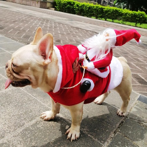 Hund weihnachten outfit - weihnachten,