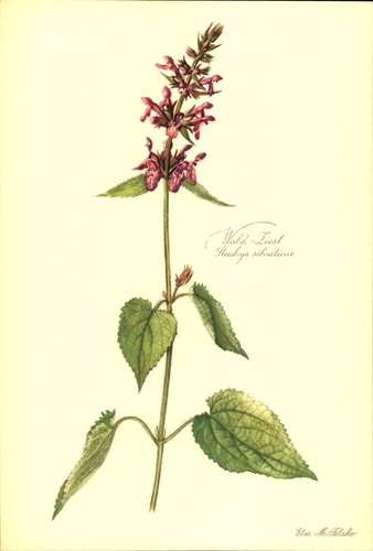 Wald ziest stachys - wald,