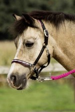 BUSSE Lederhalfter NOBILITY - schwarz/Strass-pink     Gr. Shetty