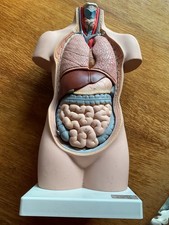 Erler Zimmer *  Anatomische-Modell „Torso“ mit herausnehmbaren Einzelteilen