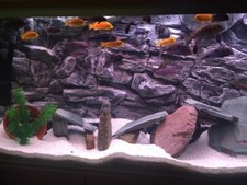 Aquarium Hintergrund JUWEL RIO 240 3D Felsenwurzel Hintergrund 117x45cm in 2 Abschnitten