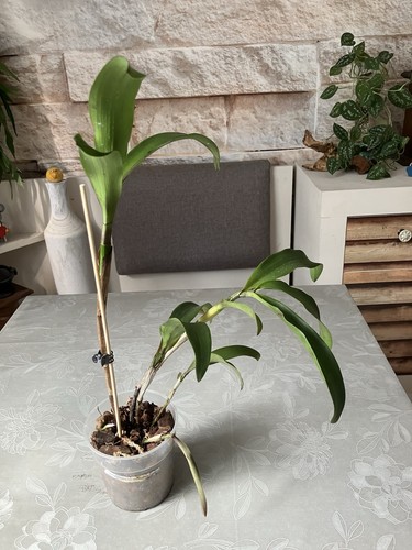 Epicattleya hybride golden - epicattleya,