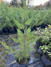 4 X Zypresse Hecke Leylandii