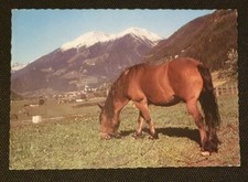 Pferdepostkarte, AK Pferde