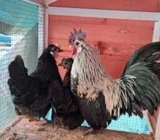 Zwerghuhn 10 (keine) Bruteier