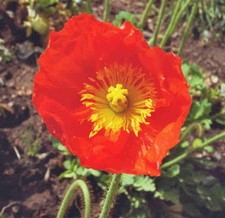 SAMEN türkischer RIESEN-MOHN