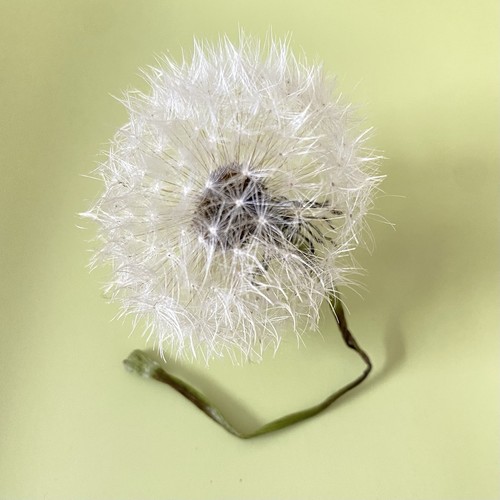 Echte getrocknete pusteblume - getrocknete,