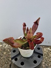 Sarracenia purpurea, Schlauchpflanze, fleischfressende Pflanze 