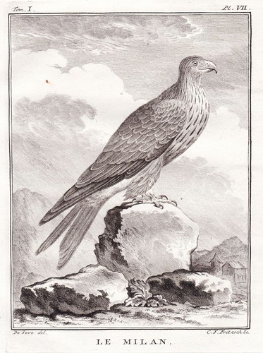 Milan rotmilan red kite - rotmilan, bird