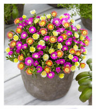 Winterharte Eisblumen "Summer Mix", 3 Pflanzen Delosperma
