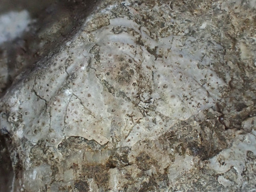 Silur trilobit trochurus - silur, trilobit trochurus