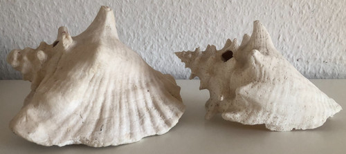 Große echte muscheln - echte,