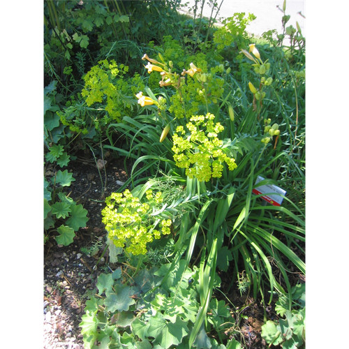 Euphorbia seguieriana