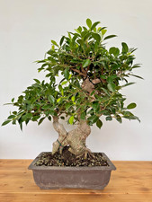 Zimmerbonsai Ficus retusa immergrün pflegeleicht 5255 Anfänger geeignet