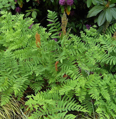 Purpur königsfarn osmunda - königsfarn,