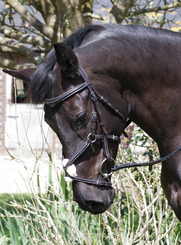 Rhinegold elegance deutsche - rhinegold,
