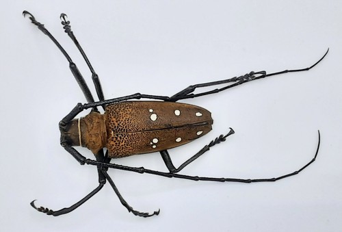 Cerambycidae batocera laena - cerambycidae,,