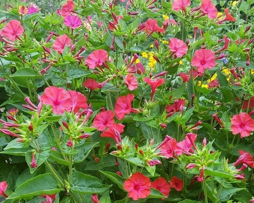Wunderblume mirabilis jalapa - mirabilis,