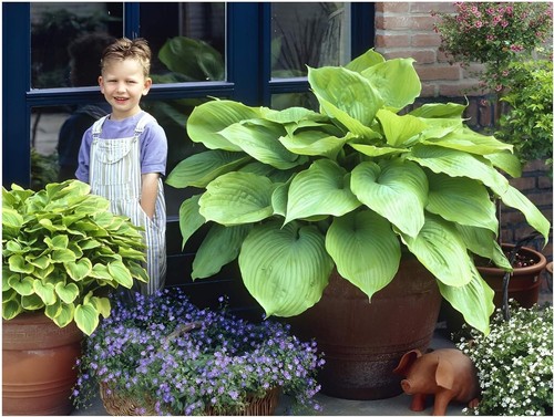 Hosta cultorum sum and - x,