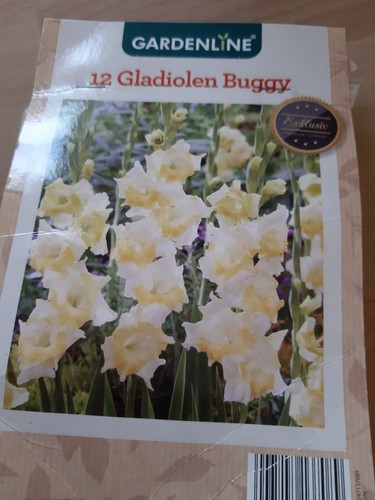 Gladiolen buggy zwiebeln - buggy, 12