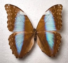 Morpho deidamia ssp. grambergi Female Peru Schmetterlinge Entomologie