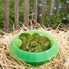 Schneckenkragen langlebiges