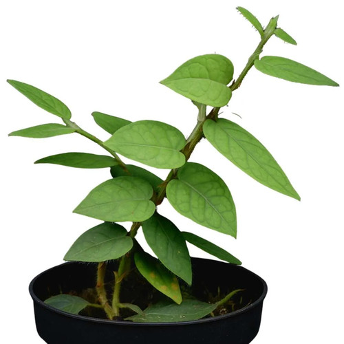 Ficus villosa silver - ficus, 'silver'