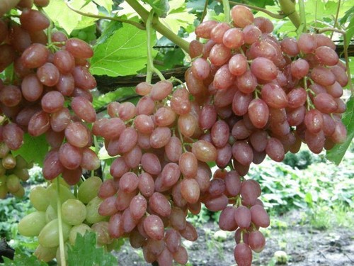 Luchistij kernlose - -,