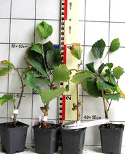 Zaubernuß / Hexenhasel ,   rotblühende  Sorte "Diane",  veredelte Pflanze  !