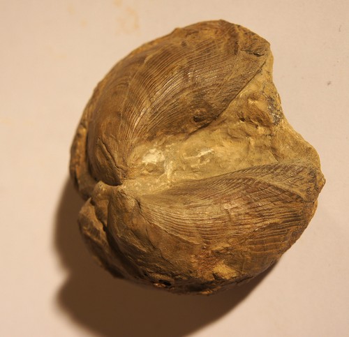 Plagiostoma lineatum unterer - plagiostoma,