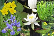 Staudensortiment kleiner Gartenteich 1 weiße Zwerg Seerose und 5 Wasserpflanzen