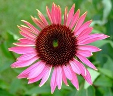 SAMEN sieht aus wie eine rosa